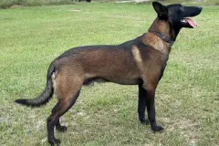 Belgian-Malinois-Zorro-1-