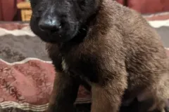 Belgian-Malinois-Zorro-10