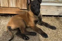 Belgian-Malinois-Zorro-2