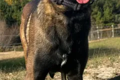 Belgian-Malinois-Zorro-3