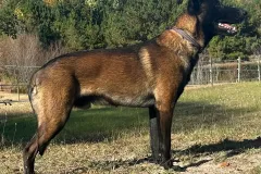 Belgian-Malinois-Zorro-4