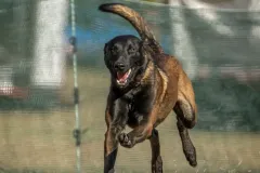 Belgian-Malinois-Zorro-5