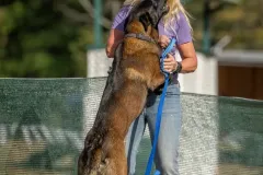 Belgian-Malinois-Zorro-6