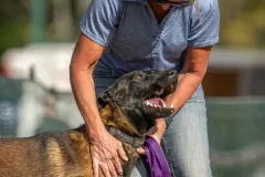 Belgian-Malinois-Zorro-7