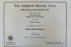 Belgian-Malinois-Zorro-8