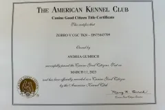 Belgian-Malinois-Zorro-9